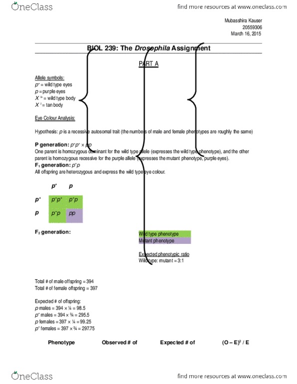 BIOL239 Lecture 2: BIOL 239 drosophila1.docx thumbnail