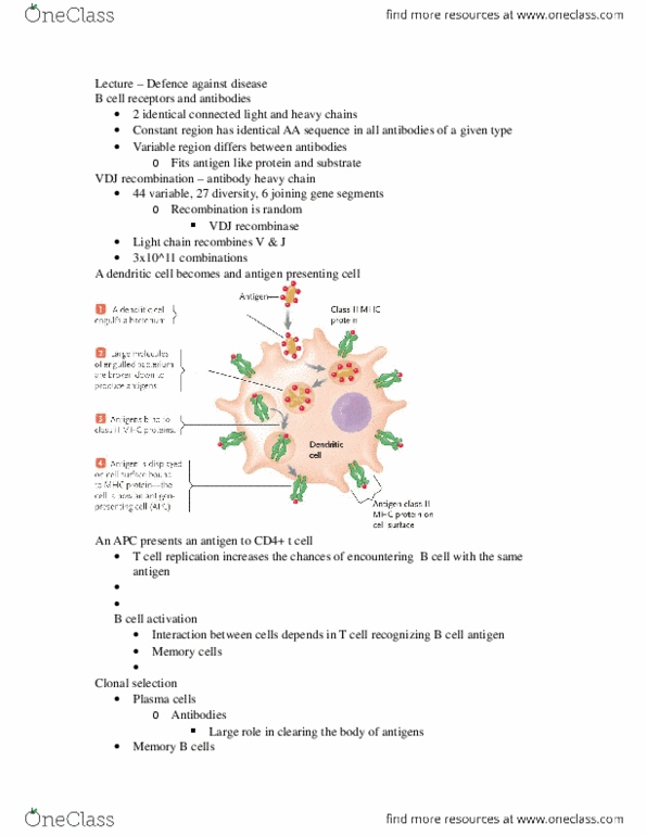 Biology 1202B Lecture Notes - Lecture 24: Innate Immune System, Clonal Selection, B Cell thumbnail