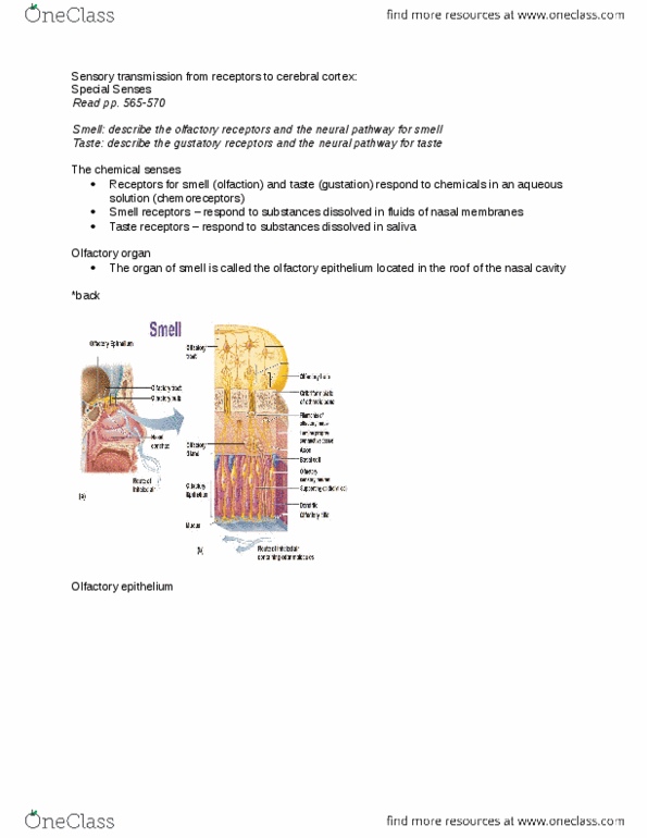 ANP 1106 Lecture Notes - Lecture 7: Amygdala, Eustachian Tube, Fluid Compartments thumbnail