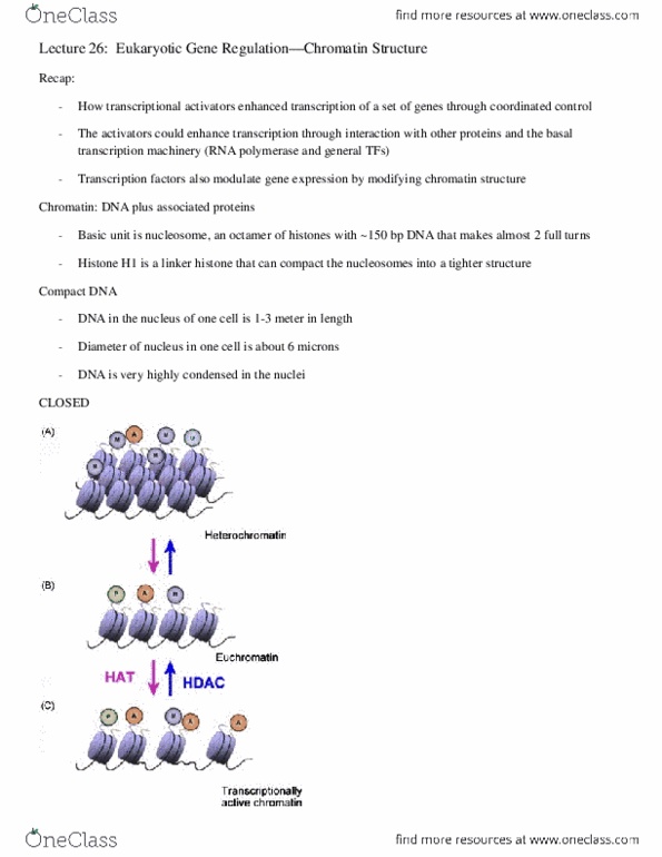 BISC 202 Lecture 26: Eukaryotic Gene Regulation -- Chromatin Structure thumbnail