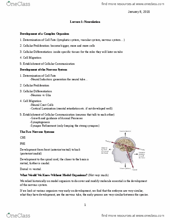 NEUR 310 Lecture Notes - Lecture 1: Cell Migration, Neural Plate, Zebrafish thumbnail