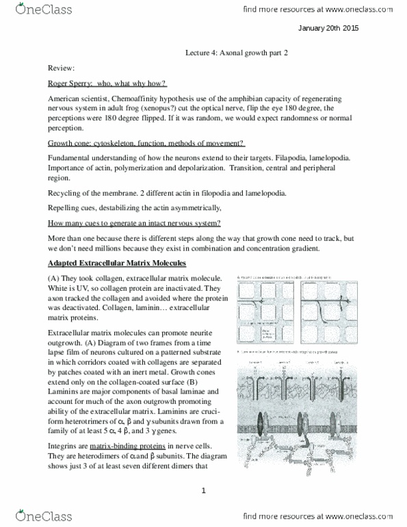 NEUR 310 Lecture Notes - Lecture 4: Xenopus, Neural Cell Adhesion Molecule, Ephrin thumbnail