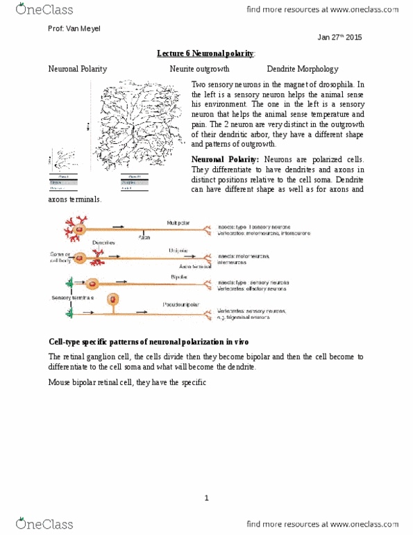 NEUR 310 Lecture Notes - Lecture 6: Retinal Ganglion Cell, Sensory Neuron, Insulin-Like Growth Factor 1 thumbnail