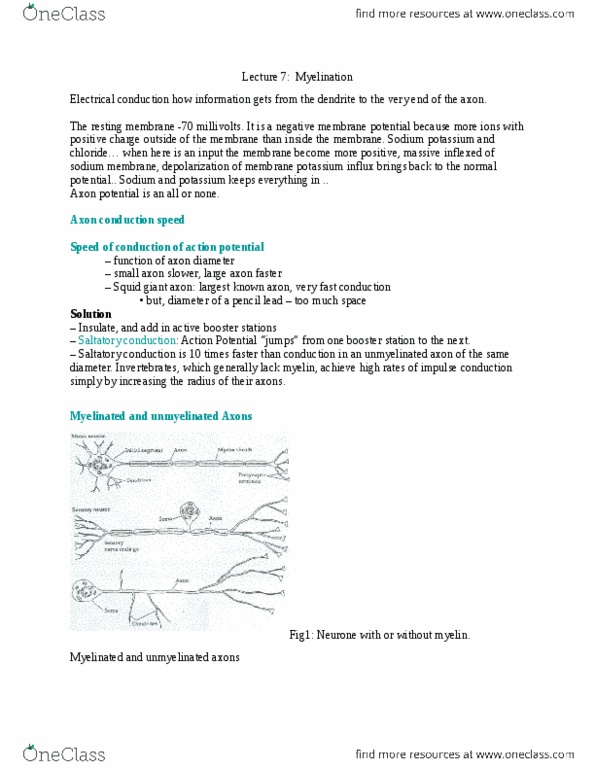 NEUR 310 Lecture Notes - Lecture 7: Squid Giant Axon, Phospholipid, Glycolipid thumbnail