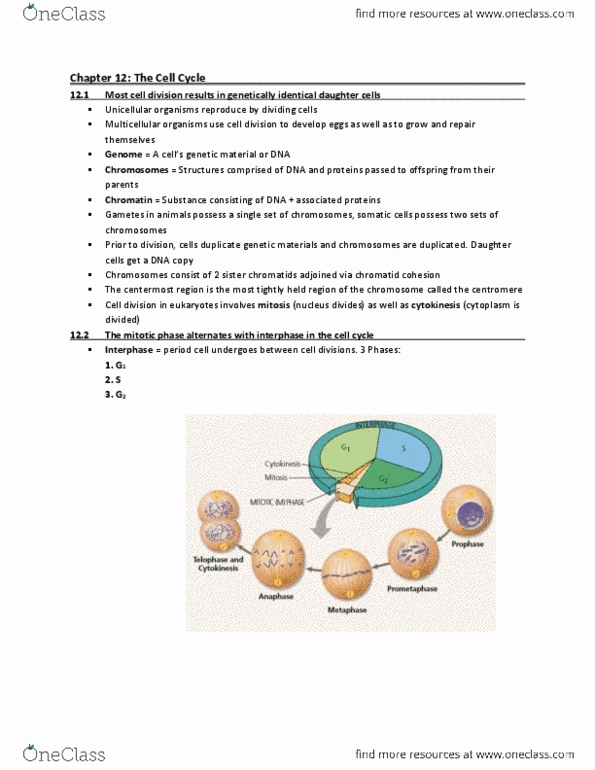 CAS BI 107 Chapter Notes - Chapter 12: Chromosome, Centromere, Cytokinesis thumbnail