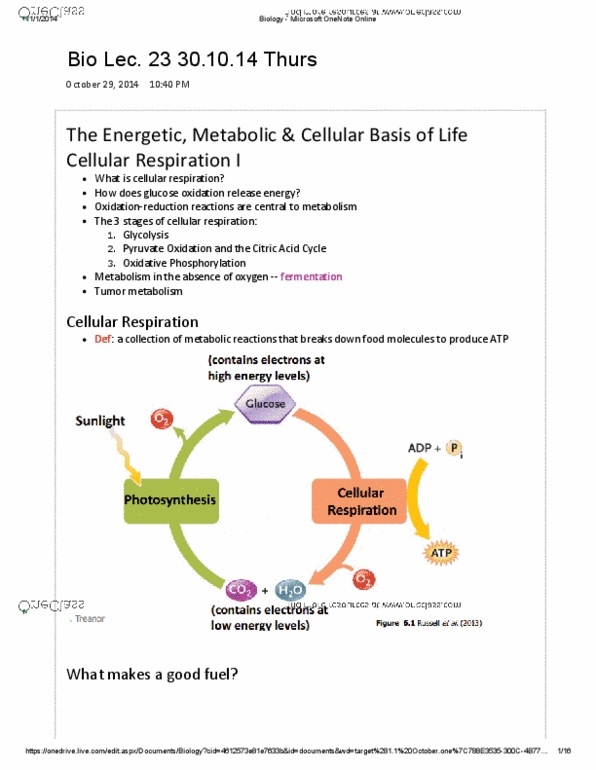 BIOA01H3 Lecture Notes - Lecture 23: Nicotinamide Adenine Dinucleotide, Citric Acid Cycle, Acetyl-Coa thumbnail