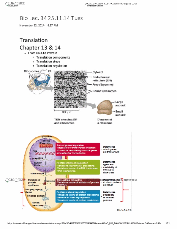 BIOA01H3 Lecture Notes - Lecture 34: Transfer Rna, Ribosomal Rna, Aminoacylation thumbnail