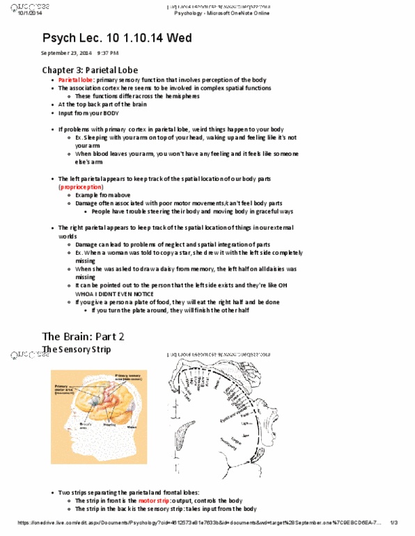 PSYA01H3 Lecture Notes - Lecture 10: Microsoft Onenote, Parietal Lobe, List Of Fullmetal Alchemist Characters thumbnail