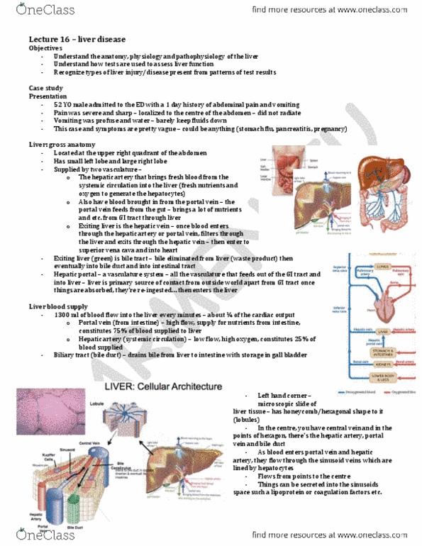 LMP299Y1 Lecture Notes - Lecture 16: Bile Canaliculus, Hepatic Portal System, Bile Duct thumbnail