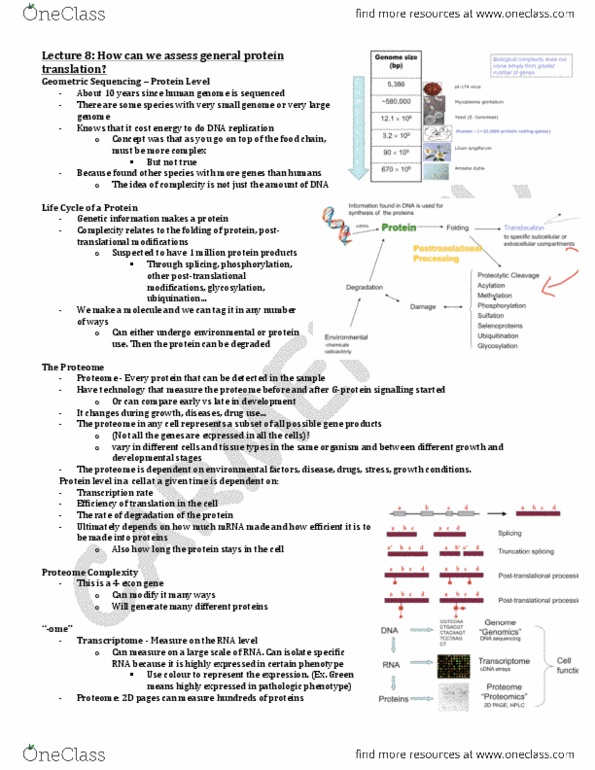 PSL350H1 Lecture 8: Lecture 8- How can we assess general protein translation_.pdf thumbnail