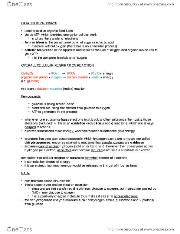 BLG 10A/B Chapter Notes - Chapter 24: Acetyl-Coa, Oxidative Phosphorylation, Citric Acid Cycle thumbnail