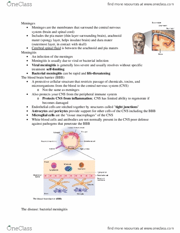 Microbiology and Immunology 2500A/B Lecture Notes - Lecture 5: Meninges, Meningitis, Fontanelle thumbnail