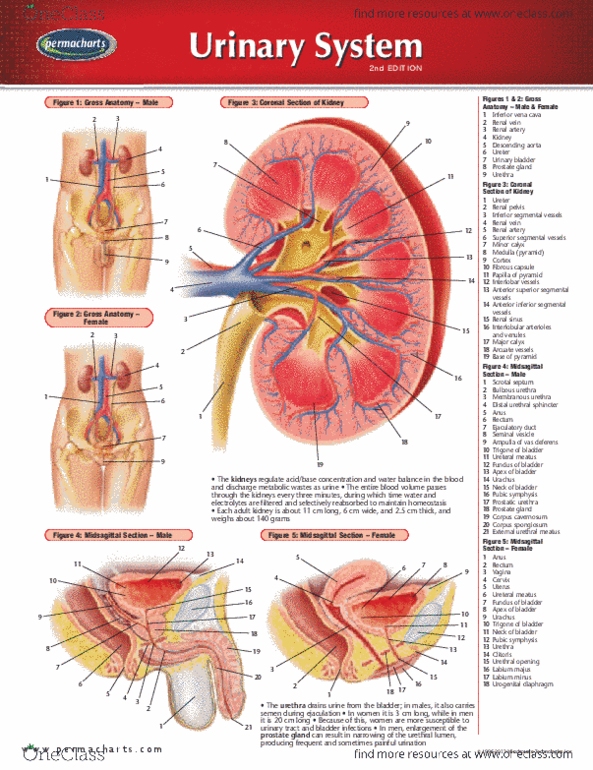 Permachart - Marketing Reference Guide: Prostatic Urethra, Inferior Vena Cava, Pubic Symphysis thumbnail