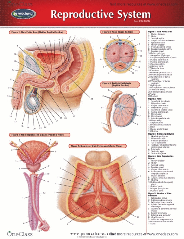 Permachart - Marketing Reference Guide: Vas Deferens, Internal Urethral Orifice, Corpus Spongiosum Penis thumbnail