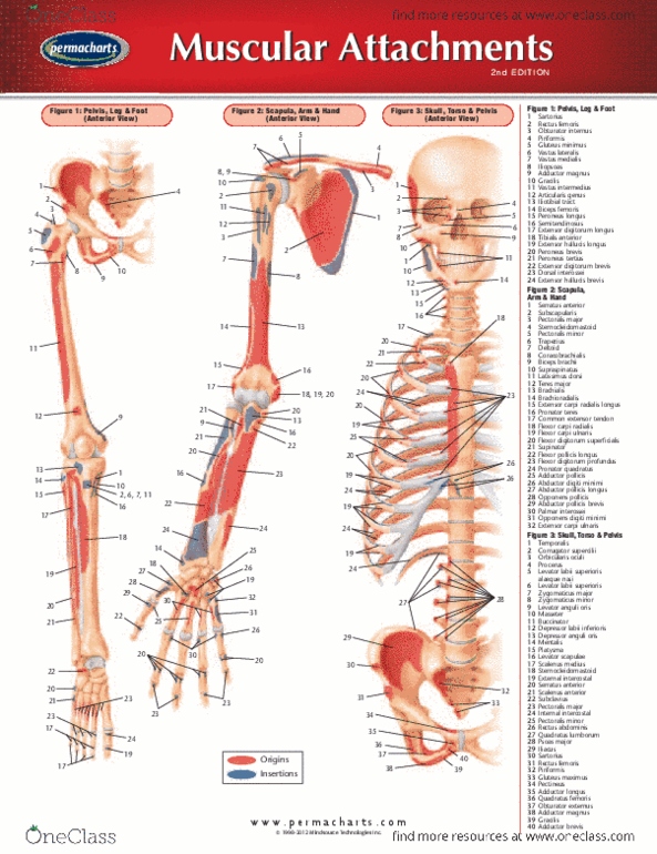 Permachart - Marketing Reference Guide: Extensor Pollicis Brevis Muscle, Extensor Pollicis Longus Muscle, Flexor Pollicis Longus Muscle thumbnail