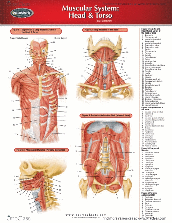 Permachart - Marketing Reference Guide: Levator Veli Palatini, Orbicularis Oculi Muscle, Scalene Muscles thumbnail