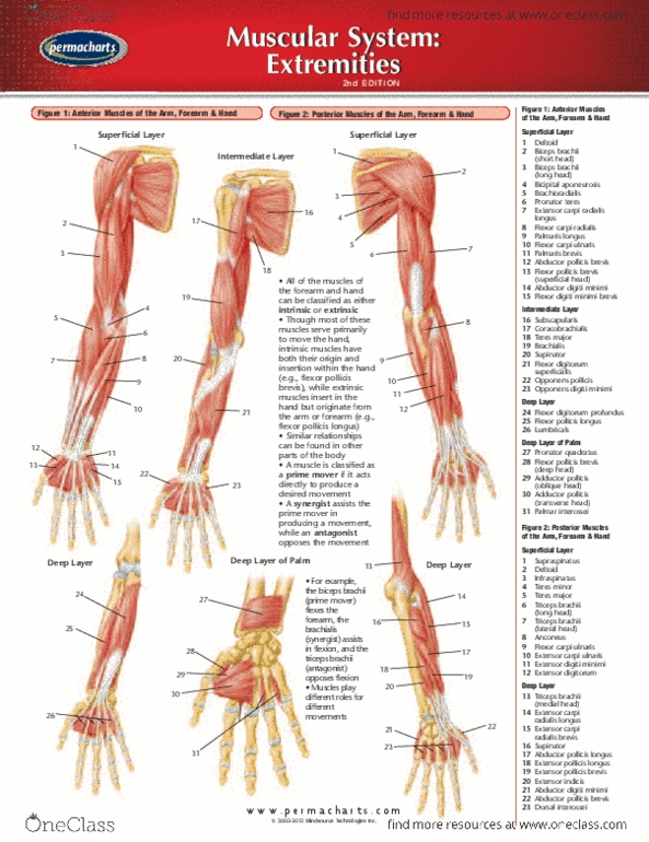 Permachart - Marketing Reference Guide: Opponens Digiti Minimi Muscle Of Hand, Extensor Pollicis Brevis Muscle, Flexor Pollicis Longus Muscle thumbnail