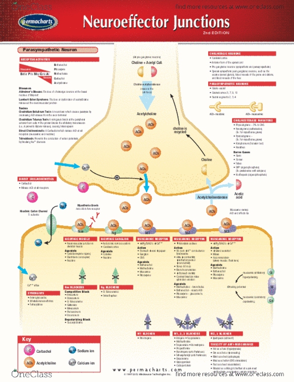 Permachart - Marketing Reference Guide: Anterior Grey Column, Myasthenia Gravis, Bethanechol thumbnail