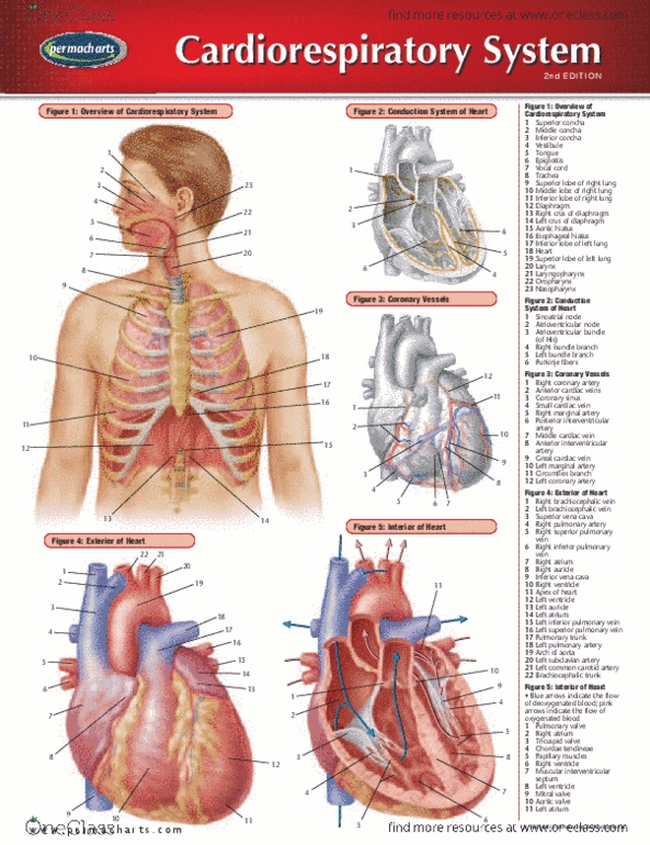 Permachart - Marketing Reference Guide: Pulmonary Vein, Middle Cardiac Vein, Great Cardiac Vein thumbnail