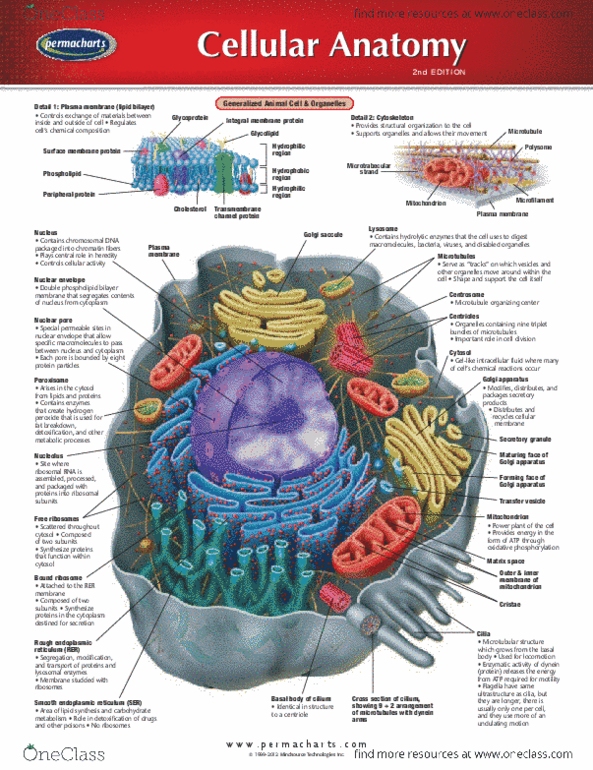 Permachart - Marketing Reference Guide: Endoplasmic Reticulum, Integral Membrane Protein, Nuclear Membrane thumbnail
