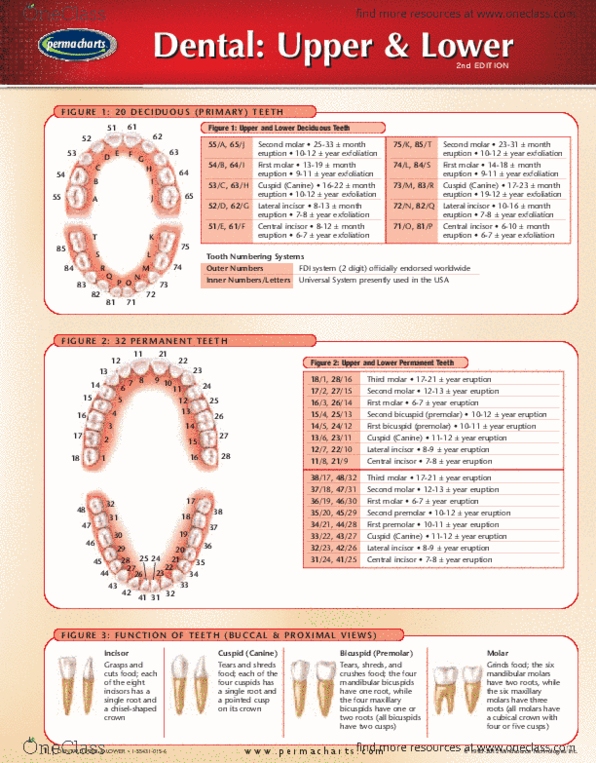 Permachart - Marketing Reference Guide: Maxillary Artery, Palatine Tonsil, Lingual Nerve thumbnail