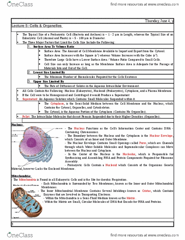 MBB 231 Lecture Notes - Lecture 5: Endocytosis, Glycosylation, Exocytosis thumbnail