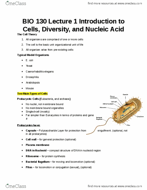 BIO130H1 Lecture Notes - Lecture 1: Ribosomal Rna, Transfer Rna, Saccharomyces thumbnail