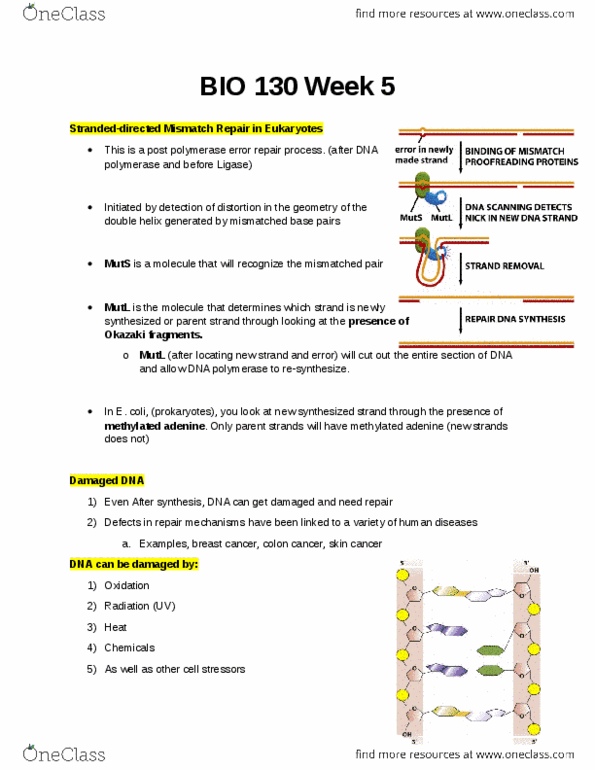 BIO130H1 Lecture Notes - Lecture 5: Archaea, 18S Ribosomal Rna, Transcription Factor Ii H thumbnail