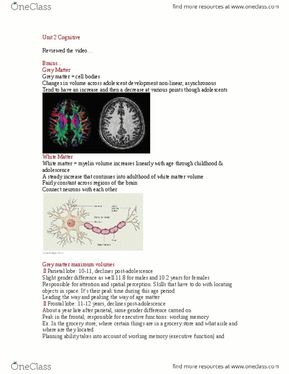 PSYCH 3AB3 Lecture Notes - Lecture 7: Temporal Lobe, Occipital Lobe, Synaptic Pruning thumbnail
