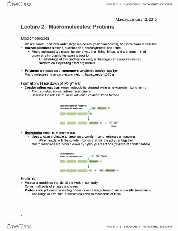 BIOL 112 Lecture 2: Lecture 2 - Proteins.pdf thumbnail