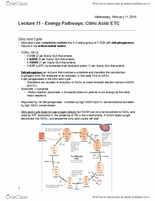 BIOL 112 Lecture 10: Lecture 10 - Citric Acid.pdf thumbnail