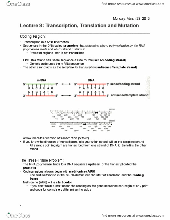 BIOL 112 Lecture 19: Lecture 19 - Translation, Transcription, Mutation.pdf thumbnail
