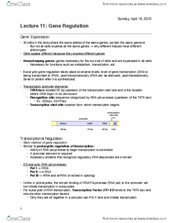BIOL 112 Lecture 22: Lecture 22 - Gene Regulation.pdf thumbnail