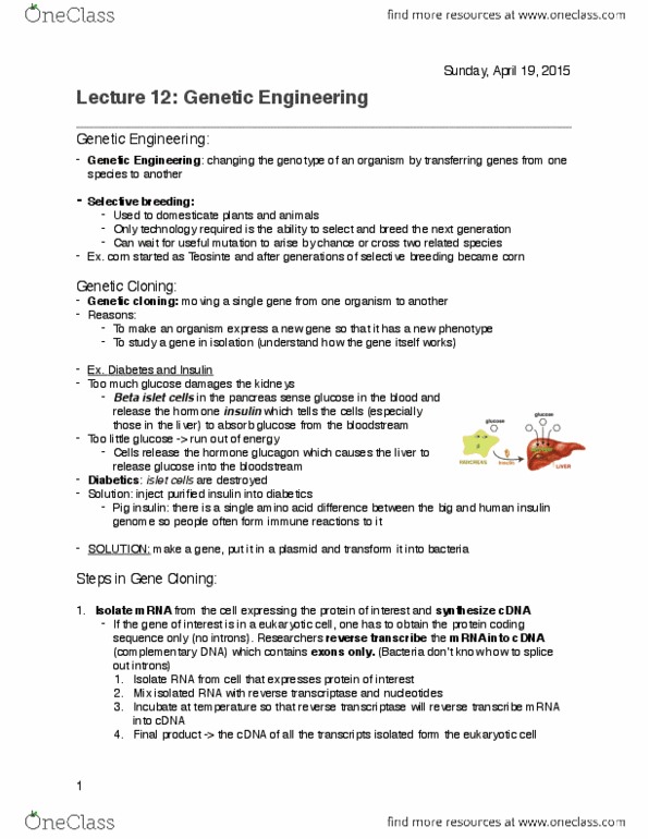 BIOL 112 Lecture 23: Lecture 23 - Genetic Engineering thumbnail