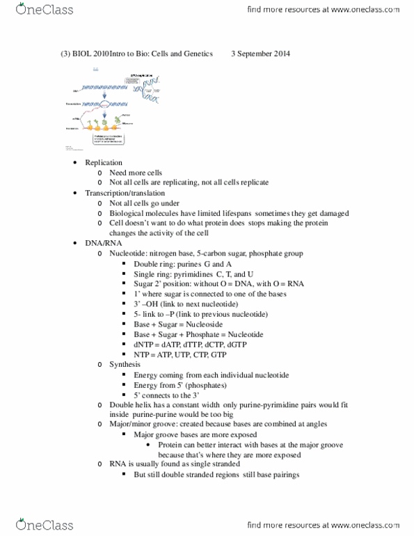 BIOL 2030 Lecture Notes - Lecture 3: Thymidine Triphosphate, Transfer Rna, Microrna thumbnail