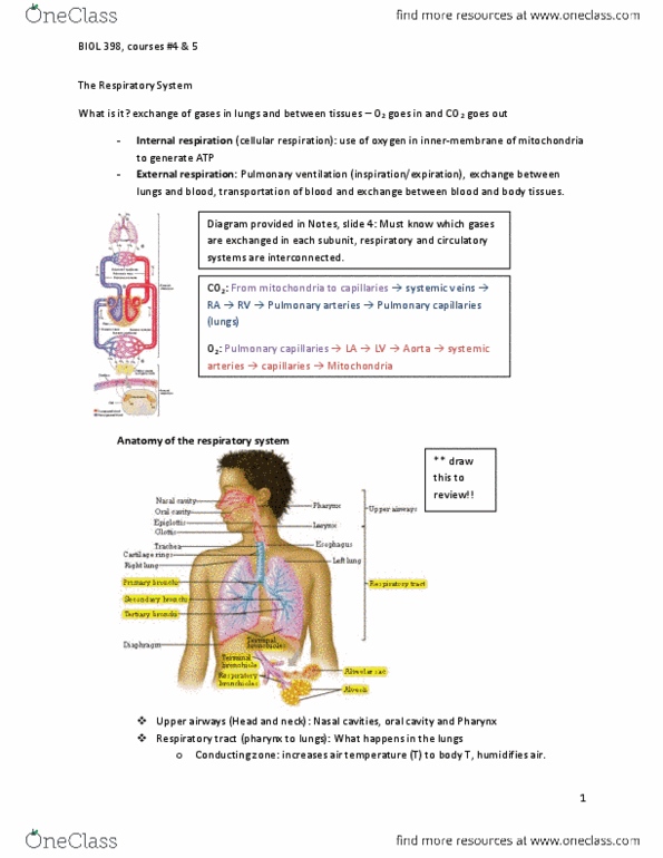 BIOL 398 Lecture Notes - Lecture 4: Obesity Hypoventilation Syndrome, Thoracic Cavity, Alveolar Pressure thumbnail