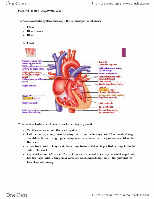 BIOL 398 Lecture Notes - Lecture 2: Pulmonary Artery, Pulmonary Valve, Tricuspid Valve thumbnail