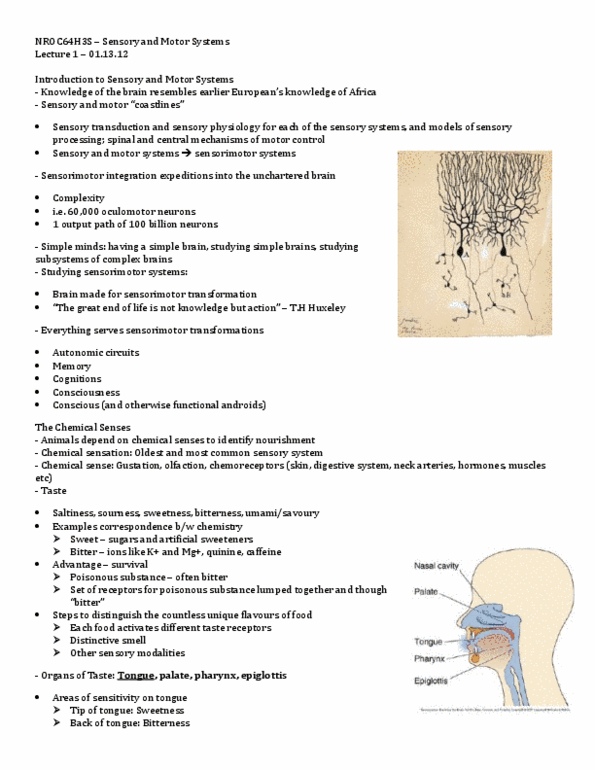 NROC64H3 Lecture Notes - Tas1R2, Nasal Cavity, Mucus thumbnail
