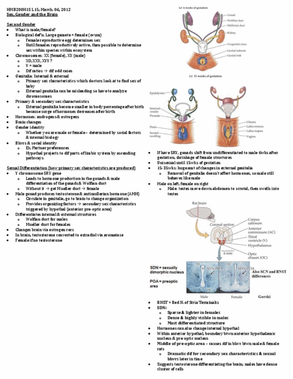 HMB200H1 Lecture Notes - Lecture 15: Pituitary Gland, Anterior Commissure, Labia Minora thumbnail