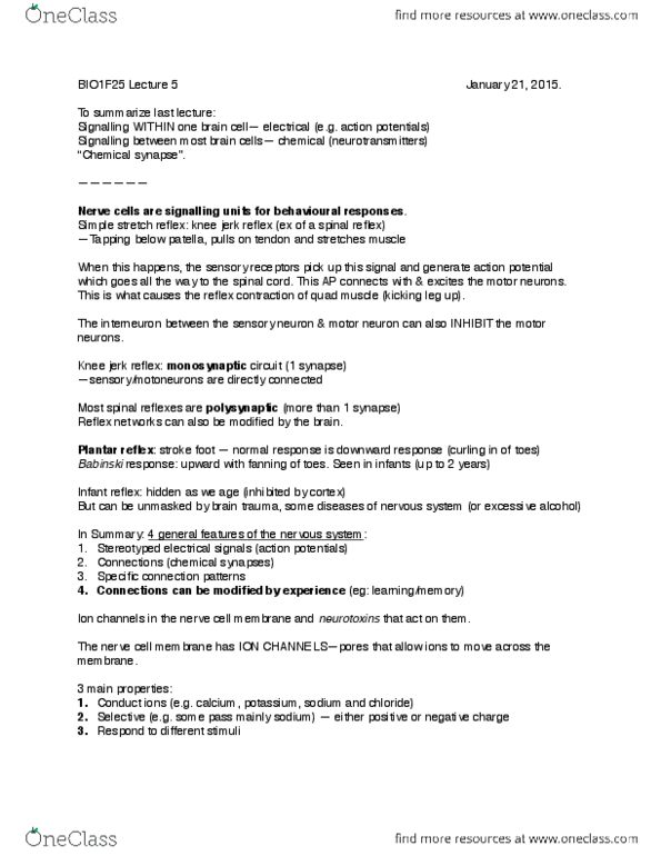 BIOL 1F25 Lecture Notes - Lecture 5: Patellar Reflex, Chemical Synapse, Motor Neuron thumbnail