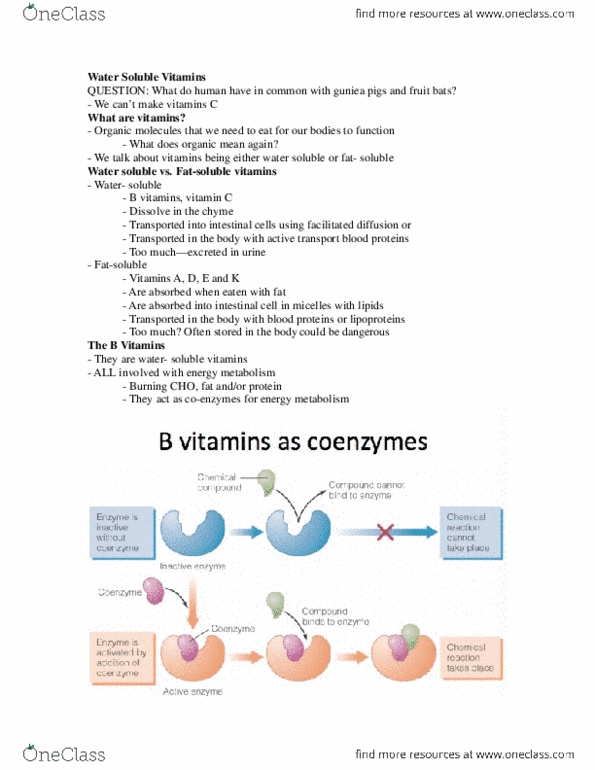 NUTR 1010 Lecture Notes - Lecture 4: Thiamine, Riboflavin, Pyridoxine thumbnail