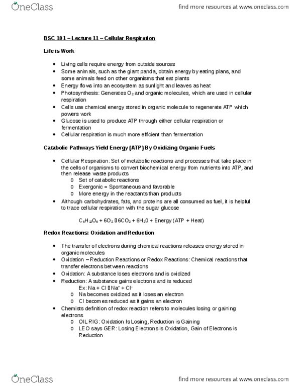 BISC 101 Lecture Notes - Lecture 11: Citric Acid Cycle, Acetyl-Coa, Oxidative Phosphorylation thumbnail