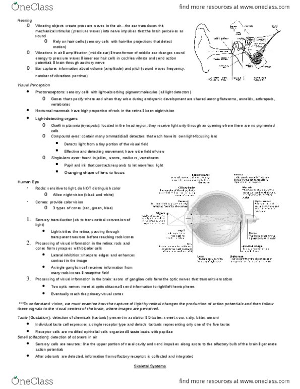 BIO 121 Chapter Notes - Chapter 50: Optic Chiasm, Olfactory Bulb, Visual Cortex thumbnail