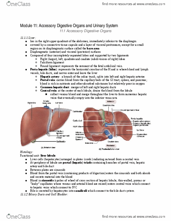 ANAT 100 Chapter Notes - Chapter 26-27: Common Hepatic Duct, Common Bile Duct, Renal Calyx thumbnail