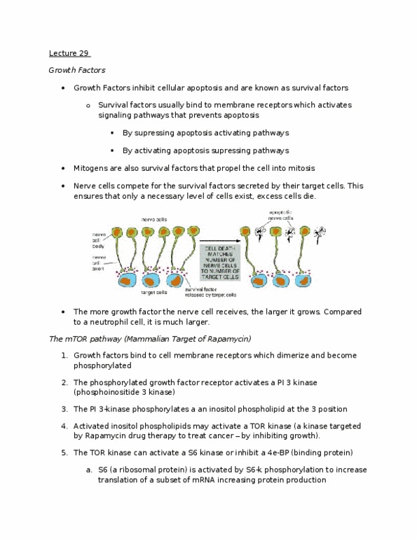 BIOC 212 Lecture : Lecture 29 - Cellular Development and Cancer.doc thumbnail