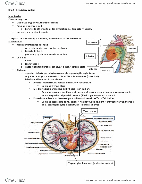 CAPS 391 Chapter Notes - Chapter 5: Posterior Interventricular Sulcus, Posterior Interventricular Artery, Anterior Interventricular Branch Of Left Coronary Artery thumbnail