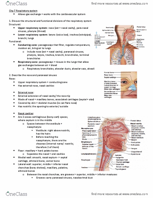 CAPS 391 Chapter Notes - Chapter 7: Paranasal Sinuses, Cricoid Cartilage, Nasal Septum thumbnail