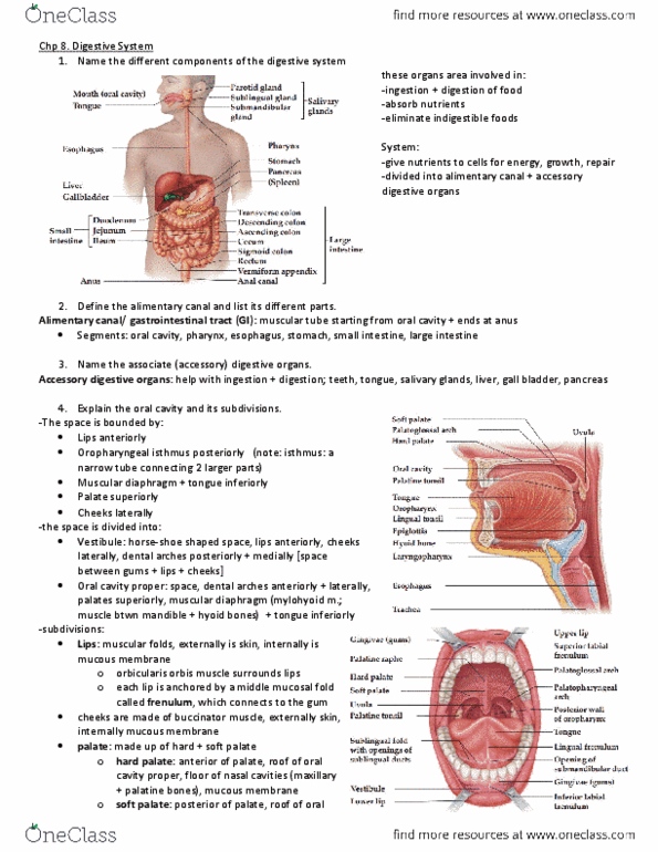 CAPS 391 Chapter Notes - Chapter 8: Palatoglossal Arch, Mesentery, Palatopharyngeal Arch thumbnail