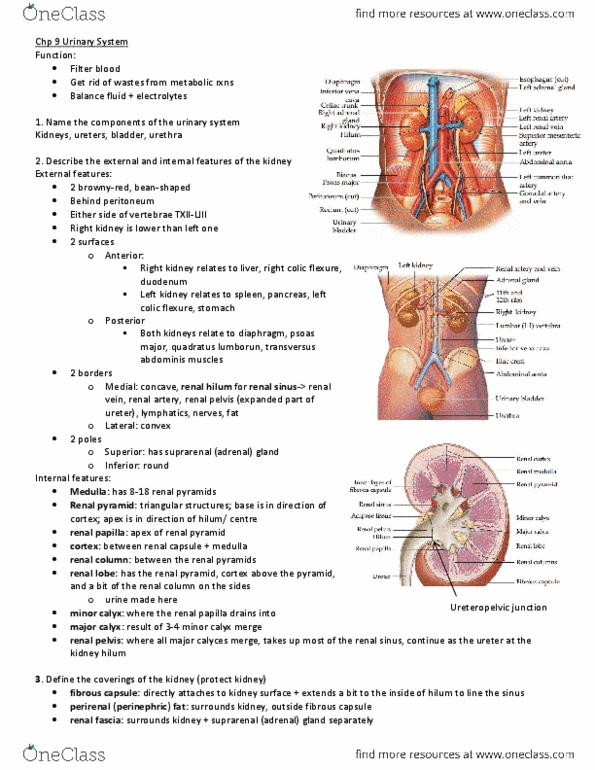 CAPS 391 Chapter Notes - Chapter 9: Common Iliac Artery, Ureter, Renal Papilla thumbnail