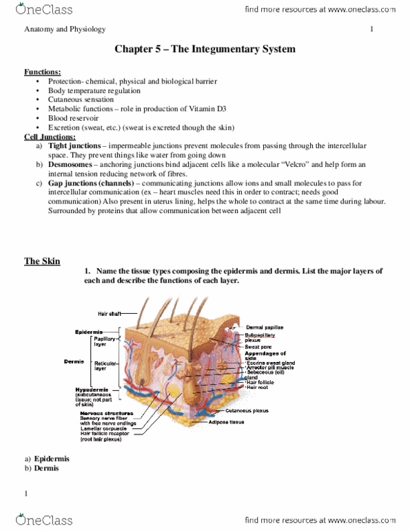 BLG 700 Midterm: Chapter 5 Notes - Integumentary System - OneClass